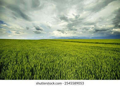 Expansive green wheat field stretching under a dramatic cloudy sky, depicting rural beauty