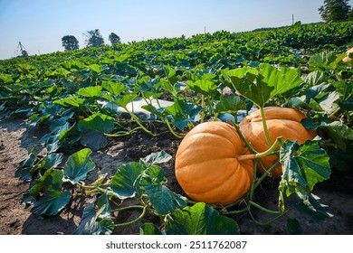 Expansive Pumpkin Field with Two Large Pumpkins in Foreground Low Perspective - Powered by Shutterstock