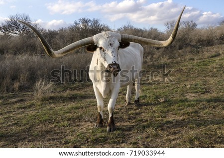 Expansive span of a white long horn cow paces toward the viewer off the south Texas range