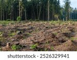 An expansive view of a deforested area featuring numerous tree stumps, highlighting environmental impact and forest loss. The surrounding dense forest serves as a stark contrast.