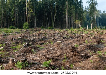 An expansive view of a deforested area featuring numerous tree stumps, highlighting environmental impact and forest loss. The surrounding dense forest serves as a stark contrast.