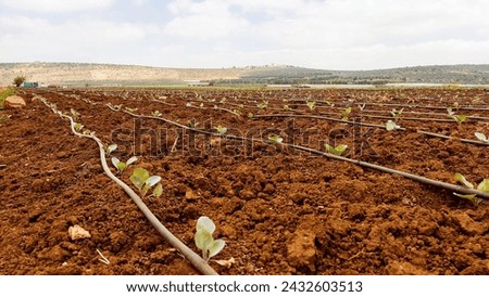 An expansive view of a newly planted crop field with a drip irrigation system, under a clear sky with distant hills.