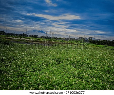 Expansive wide-angle view of a field covered in lush green foliage and tiny white flowers. The natural foreground is contrasted by high-voltage power lines and a distant mountain under a moody blue sk