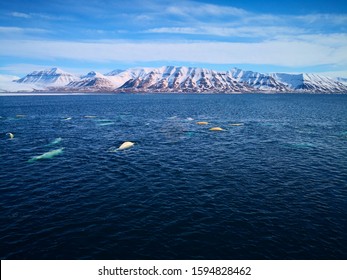 Expedition On Ship And Boat In Svalbard Beluga Wales Norway Landscape Ice Nature Of The Glacier Mountains Of Spitsbergen Longyearbyen Svalbard Arctic Ocean Winter Polar Day