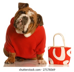 Expensive Dog - English Bulldog In Red Sweater With Matching Purse