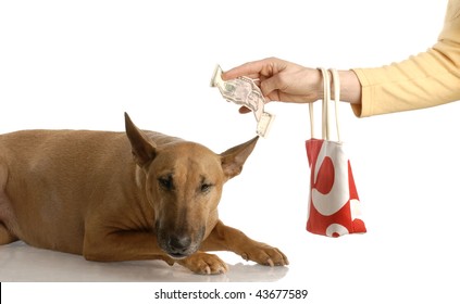 Expensive Dog - Handing Over Money To Bull Terrier - American Currency