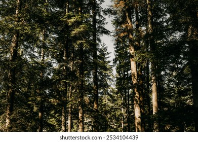 Experience the aweinspiring and majestic Pine Forest adorned with tall trees beneath a clear sky - Powered by Shutterstock