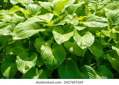 Experience the beauty of nature with this vibrant green hosta leaf. Radiate life and freshness with works of nature. Fall in love with the intricate details and shades of green. Nature is art. - Powered by Shutterstock