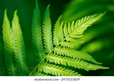 Experience the beauty and vibrancy of nature with fern leaves. Nature is art. Celebrate her beauty through the green leaf. Find love and freshness in the glow of this vibrant leaf. - Powered by Shutterstock