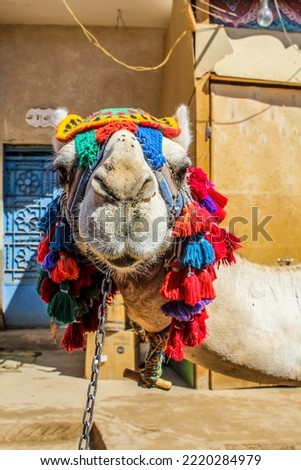 Experience Egypt's iconic pyramids by riding a camel across the Giza and this Arabian Camel With Accessories Look In Aswan.