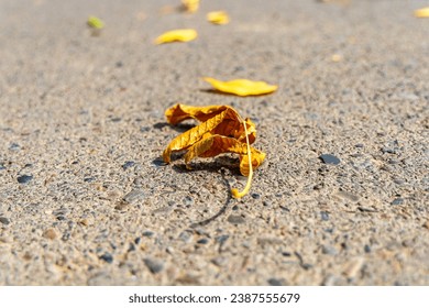 Experience the enchanting beauty of nature in autumn as tree branches come alive with vibrant hues of yellow and brown.  - Powered by Shutterstock