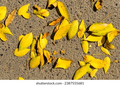 Experience the enchanting beauty of nature in autumn as tree branches come alive with vibrant hues of yellow and brown.  - Powered by Shutterstock