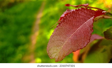 Experience the enchanting sight of leaves adorned in shades of pink, green, and burgundy, a captivating display of nature's artistic palette - Shutterstock ID 2310747331