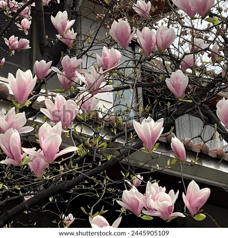 Experience the magic of the magnolia tree today, only on Shutterstock. the magnolia tree exudes an air of serenity and charm. 