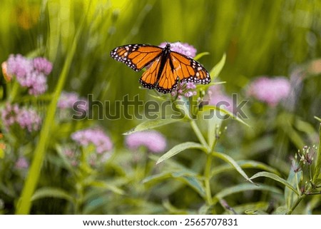 Experience the serene beauty of a monarch butterfly as it gracefully flutters among native spring flowers in a vibrant garden. This captivating image showcases the iconic monarch butterfly, known for 