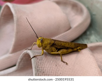 Experience a striking close-up of a golden grasshopper perched delicately on a pink sandal. - Powered by Shutterstock