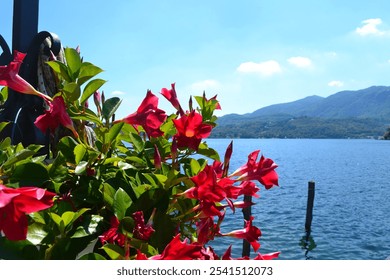 Experience the stunning beauty of vibrant red flowers beside the serene tranquil lake water - Powered by Shutterstock