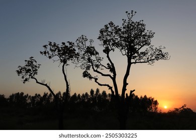 Experience the tranquil beauty of nature with this captivating photograph of a serene sunset silhouetting two elegant trees against a soft, glowing sky. - Powered by Shutterstock