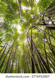 Experience tranquility with this lowangle shot of bamboo stalks reaching skyward. This lush, green scene symbolizes growth and resilience, perfect for wellness or travel branding.