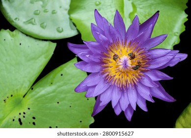 Experience ultimate tranquility with a flat lay of a vibrant purple lotus flower blooming. Three bees working on yellow pollen over a dark mysterious pond captures emotional healing, holistic wellness luxury, and the raw beauty of natural ecosystem synergy.