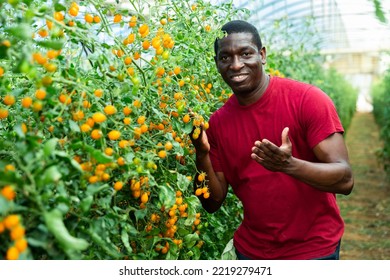 Experienced African American Grower Engaged In Cultivation Of Organic Vegetables, Checking Crop Of Yellow Grape Tomatoes In Greenhouse