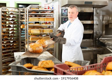 Experienced bakery worker pulling freshly baked loaves from industrial oven on wooden shovel ..