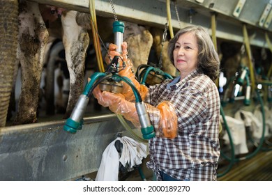 Experienced Elderly Woman Owner Of Dairy Farm Preparing Equipments For Automatic Milking Of Cows