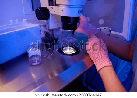 Experienced embryologist is choosing egg samples for cryopreservation
