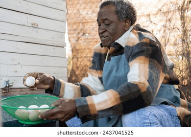 An experienced farmer gathers fresh eggs in a basket, showcasing sustainable poultry farming. - Powered by Shutterstock