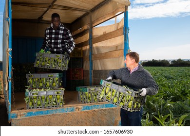 Experienced Farmers Loading Truck With Freshly Harvested Artichokes In Plastic Crates On Farm Field