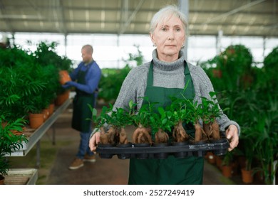 Experienced senior female florist working in garden store, carrying tray with young potted ficus microcarpa plants - Powered by Shutterstock