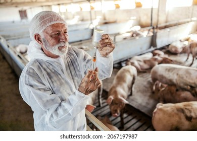 An experienced senior veterinarian preparing injection for pigs at a pig farm. Pig flu, diseases prevention. A senior veterinarian preparing a cure.