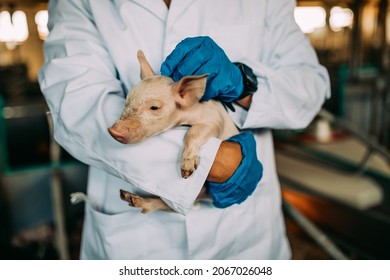 Experienced veterinarian working and checking animals health condition on huge pig farm. 