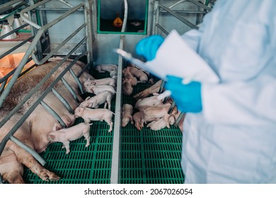Experienced veterinarian working and checking animals health condition on huge pig farm. 