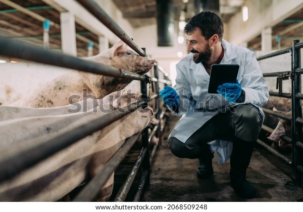 Experienced veterinarian working and checking\
animals health condition on huge pig farm.\
