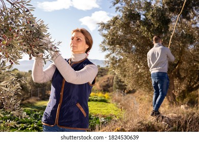 Experienced woman gathering harvest in olive grove on family farm on sunny day.. - Powered by Shutterstock