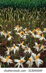 Experiment Garden, Test New Breeding, Yellow Maize Field To Breed, Vietnam Is A Agriculture Country, Corn Seed On Farm To Make For Sample, Biology Test