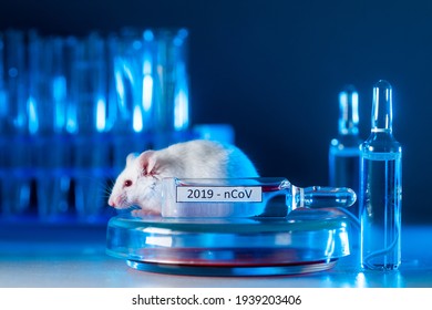 rat experiment 25