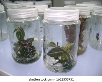 experiment of plant tissue culture Kacip Fatimah (Labisia pumila) in the laboratory with selective focus