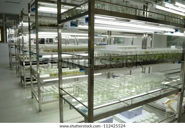 experiment-plant-tissue-culture-laboratory-112425524