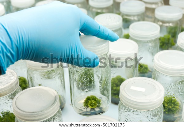 Experiment Plant Tissue Culture Laboratory Selective Stock Photo ...