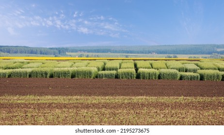 Experimental fields of testing cereal hybrids. Parts of land for breeding wheat or cereal crops. Plots of selection cereals - Shutterstock ID 2195273675