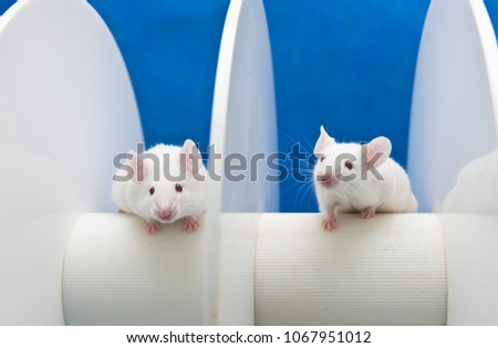 Experimental mice are placed on the rotating rod to animal test in the Laboratory