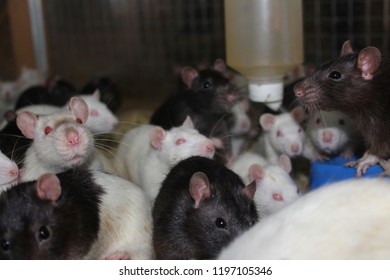 Experimental Rats And Mice