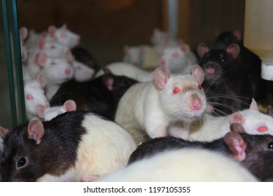 Experimental Rats And Mice