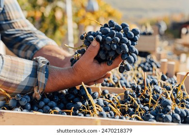 Expert Agronomy Close Up of Senior Farmer's Hands Inspecting Grape Quality in the Field