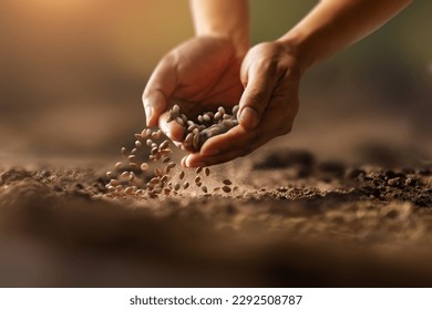 Expert farmer hand sowing seeds of vegetable on prepared soil. Gardening and Agriculture concept. - Shutterstock ID 2292508787