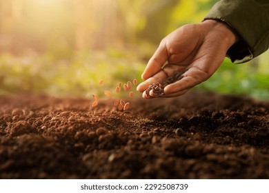 Expert farmer sowing seed on a vegetable bed with green nature and beautiful sunlight background. - Shutterstock ID 2292508739