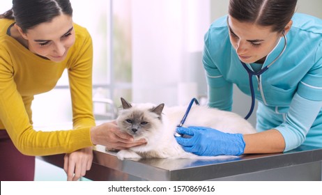 Vet Images Stock Photos Vectors Shutterstock