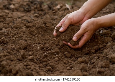 Expert Hand Of Gardener Checking Soil Health, Preapre For Sowing A Seed Or Growth A Seedling Of Vegetable And Flower At Home Garden.